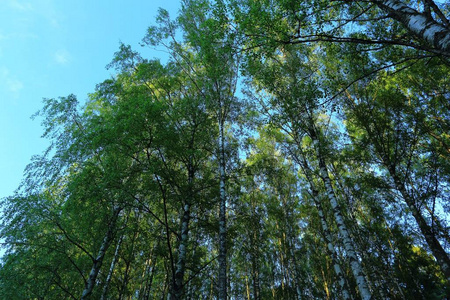 在蓝天背景上的高大绿色树木上俯视。 美丽的自然背景。
