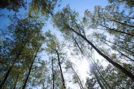 森林树木从地上抬起头来。 阳光和天空。