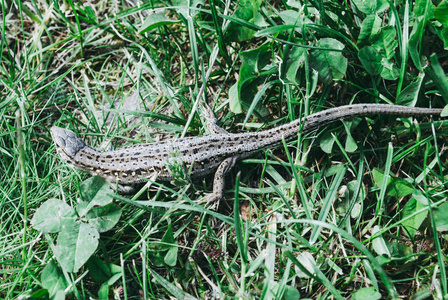 一只花园蜥蜴躲在绿草中