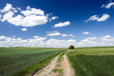 穿过绿色的田野，白云到蓝天