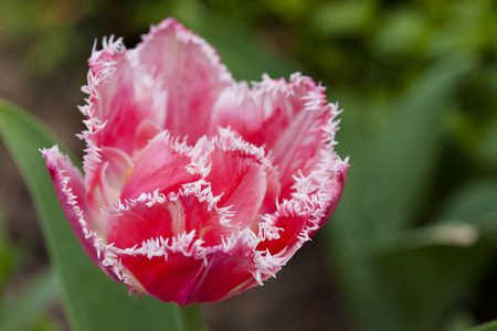 特里粉红色郁金香生长在花园的绿色背景。