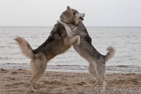 哈士奇海边两只哈士奇狗在海边沙滩上亲吻,海和天空背景照片