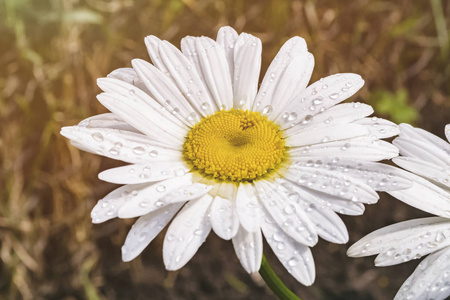 模糊背景下的一朵洋甘菊花.照片