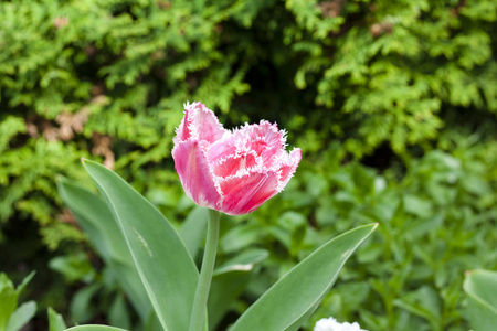 特里粉红色郁金香生长在花园的绿色背景。