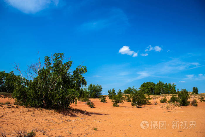 沙子里的树。 蓝天的沙漠景观。