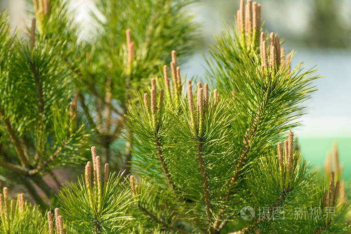 针叶树分枝近景