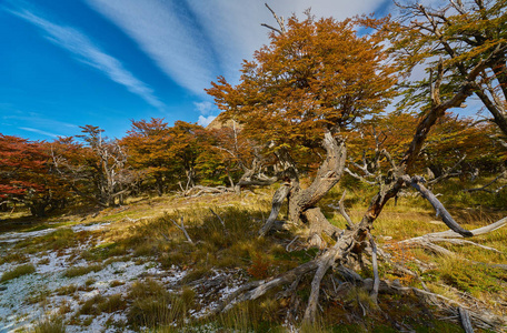 风景与秋天的树木多云的天空和雪上的山在国家公园洛斯格拉西亚雷斯国家公园。 阿根廷巴塔哥尼亚在秋季