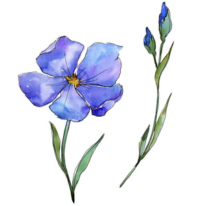 野生亚麻蓝色亚麻. 花卉植物花. 野生春叶野花隔离.