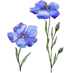 蓝色亚麻。 花卉植物花。 野生春叶野花隔离。 背景纹理包装图案框架或边框的水花野花。