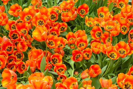 美丽的橙色郁金香花坛背景图片
