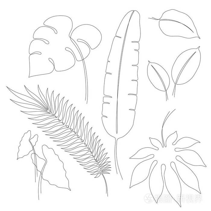 热带叶子画法图片