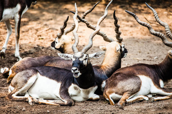 印度黑羚羊