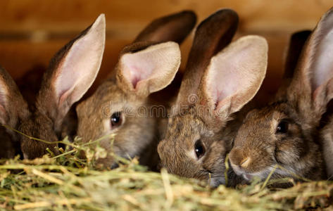 幼兔饲养场及繁殖。