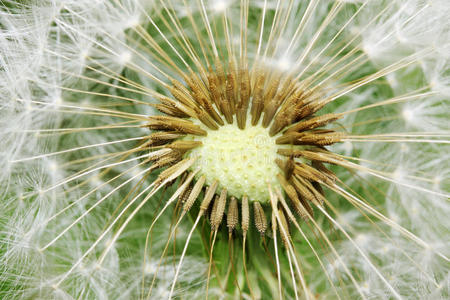 蒲公英在自然界的细节