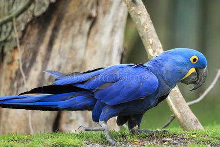 紫蓝金刚鹦鹉巴西图片