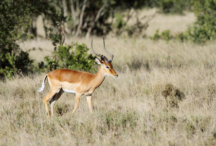 一只美丽的雄性黑斑羚，在草原的开阔草原上