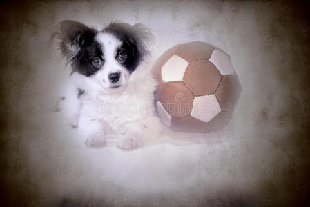 有趣的小狗和旧足球棒