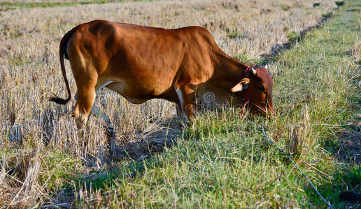 稻田里的泰国褐牛