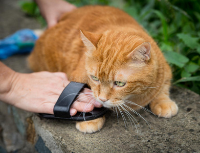 给猫梳毛的女人。