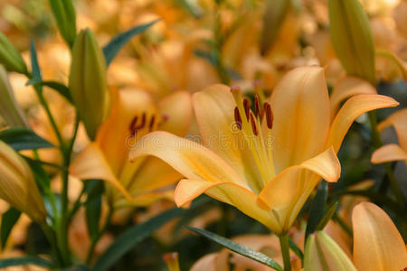 花园里盛开的美丽百合花