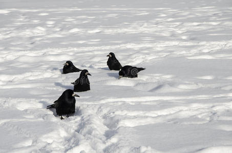 白雪上有五只乌鸦