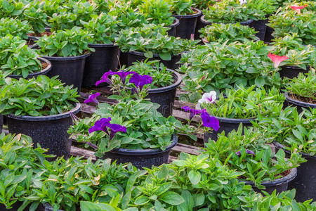 植物 成长 美丽的 颜色 春天 环境 园艺 花园 夏天 生长