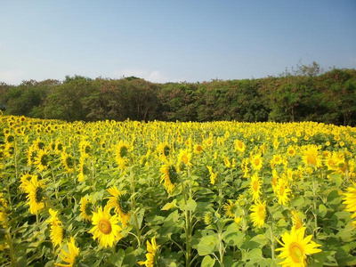 夏季向日葵