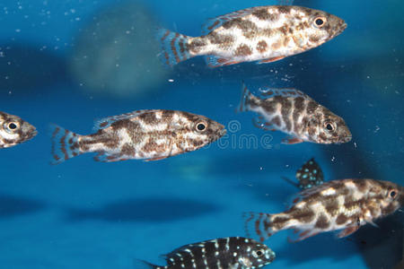 利文斯顿慈鲷nimbochromis livingstonii水族馆鱼类