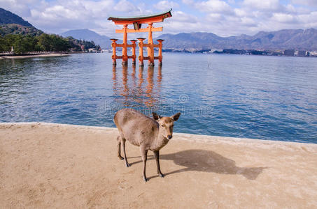 日本宫岛的一个大都灵门和鹿