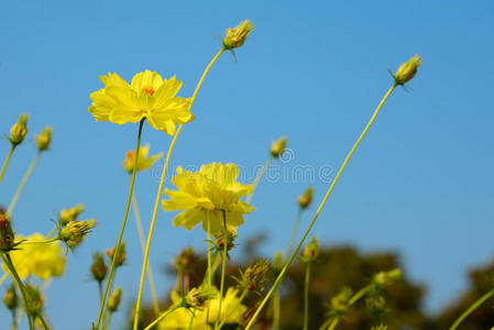 黄花