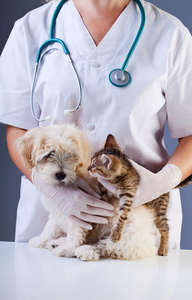在兽医那里举行的小狗小猫会议