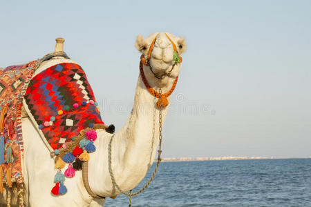 阳光明媚的海边骆驼图片