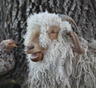 毛茸茸的绵羊。
