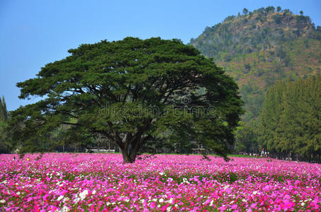 泰国nakornratchasrima的cosmos花卉园