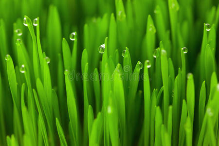 鲜绿色麦草，有水滴大背景