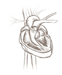 心脏横切面.照片