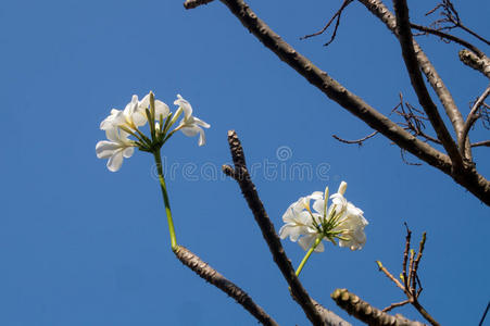 鸡蛋花