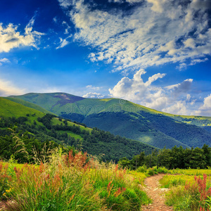 山谷附近的松树在山下山坡的天空下