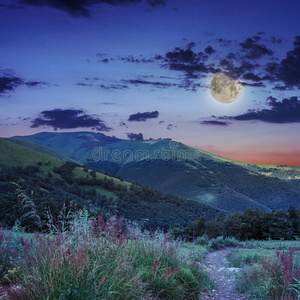 夜空下山坡上山谷附近的松树