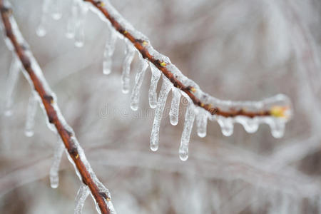 融雨夹雪的树枝图片