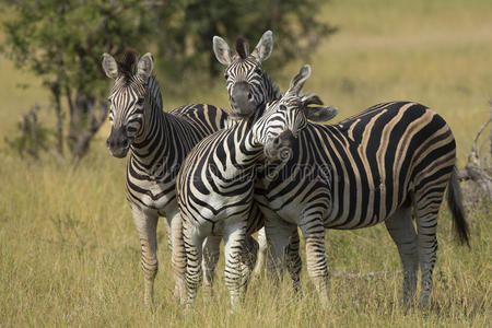 南非平原斑马群图片