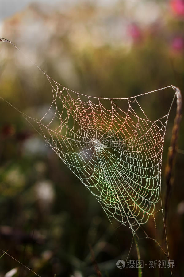 蜘蛛网