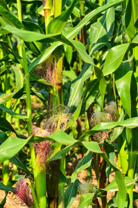 农业 自然 玉米 饲料 耳朵 农场 作物 花园 印第安人