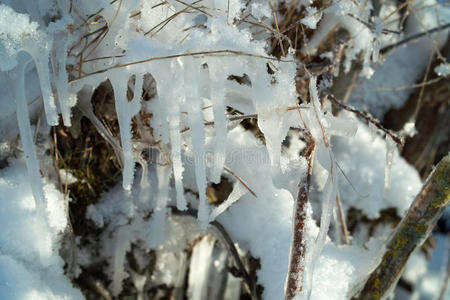 冬天树枝上的冰柱。