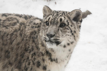 雪豹幼崽在雪地背景下的特写镜头