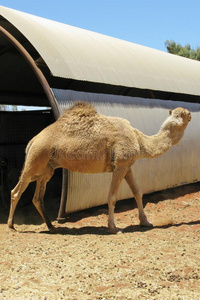 沙漠中有一个驼峰的骆驼图片