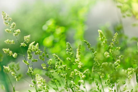 植物学 逃走 自由 环境 植物区系 颜色 地区 领域 树叶