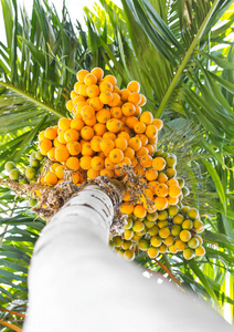 槟榔 医学 浆果 咀嚼 农业 森林 棕榈 收获 栽培 坚果