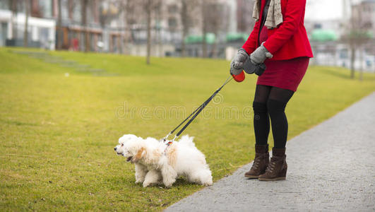 孕妇遛狗冬季写真