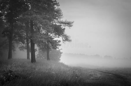 草地上有松树的雾景图片